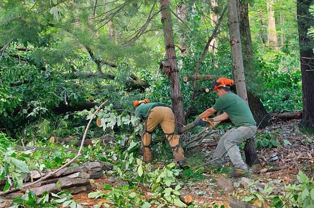 Trusted Alum Rock, CA Tree Service Experts